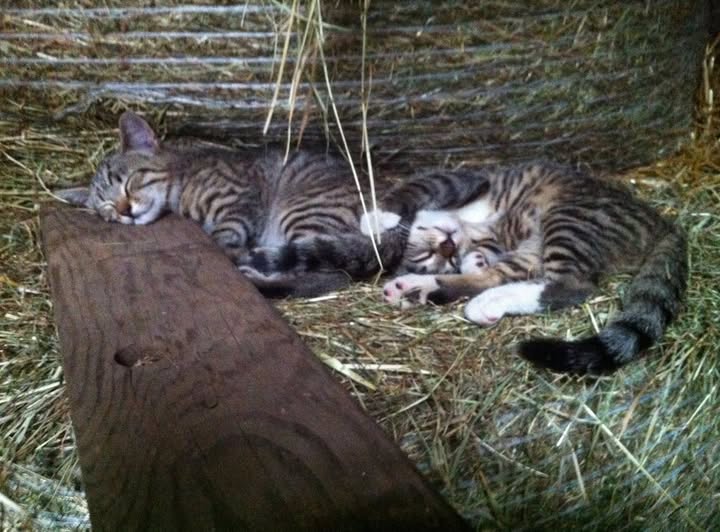 Salutogenese: Der Blick auf das, was uns gesund macht