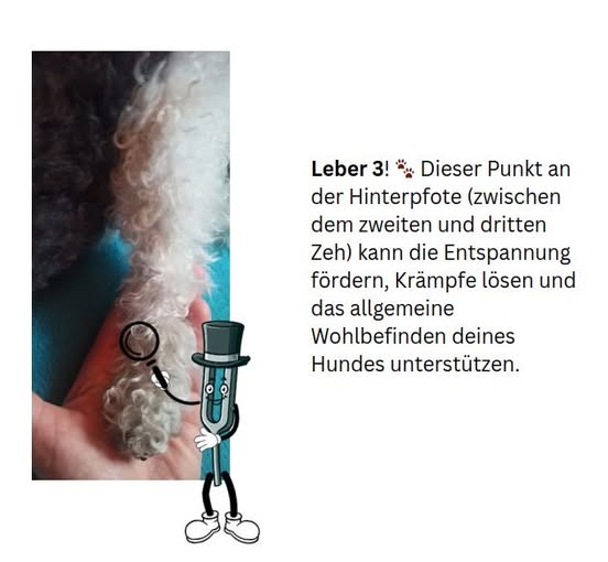 Entspannung für deinen Vierbeiner!