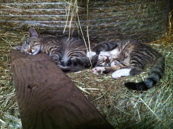 Klangheilung gibt es auch bei Tieren.