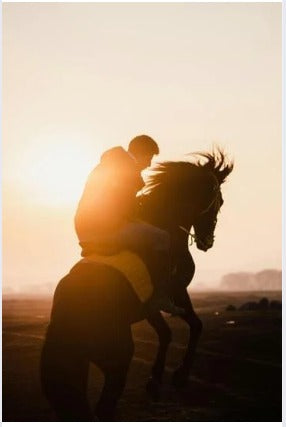 Das Pferd – ein energetisches Wesen voller Schwingungen und Botschaften