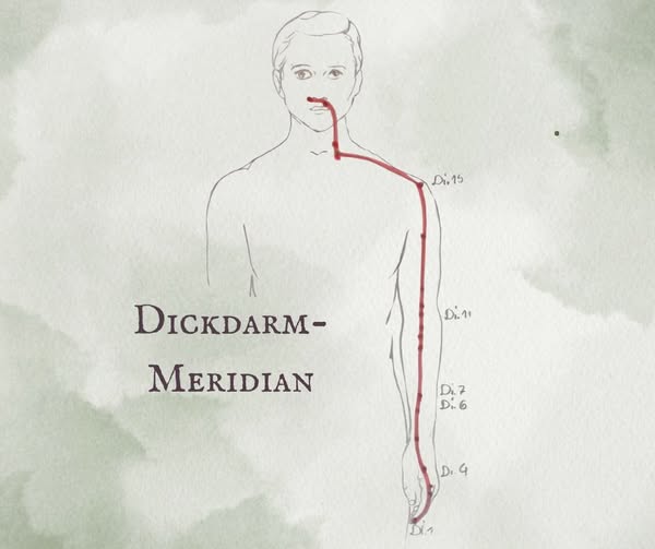 Der Dickdarm-Meridian